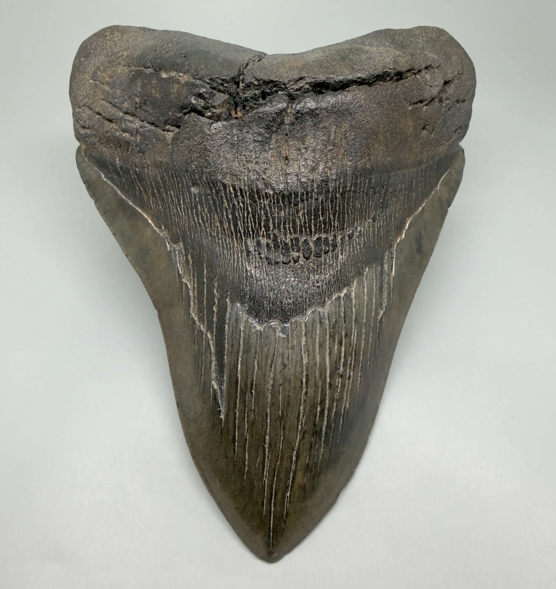 Front View HUGE, dark colored 6.26" Fossil Monster Megalodon Tooth - South Carolina, USA CM6445 - 1