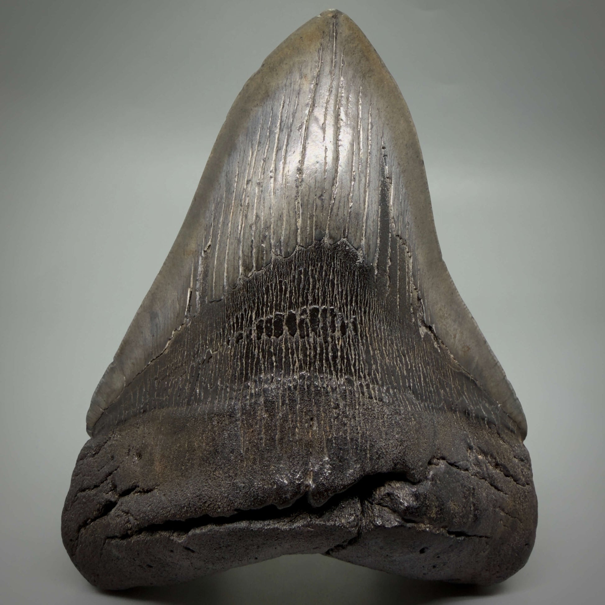 Front View HUGE, dark colored 6.26" Fossil Monster Megalodon Tooth - South Carolina, USA CM6445