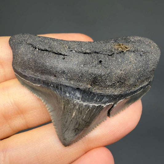 Front View HUGE posterior 2.16" Fossil Megalodon Tooth – South Carolina River Find | Authentic CM6443