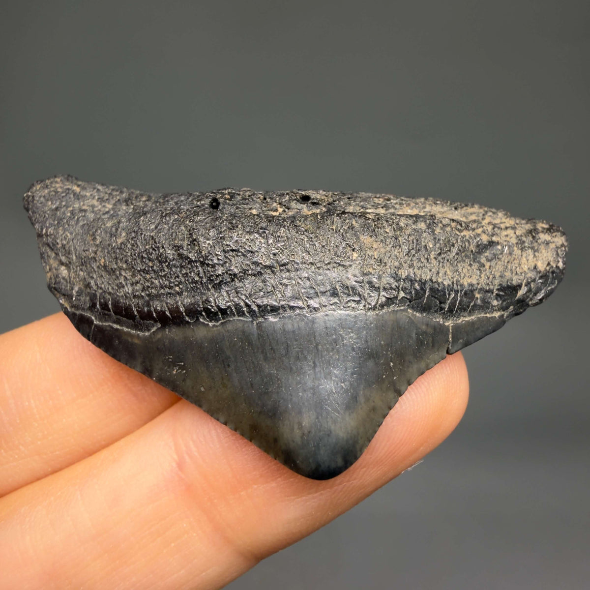 Front View HUGE posterior 2.23" Fossil Megalodon Tooth – South Carolina River Find | Authentic megalodonteeth.com CM6686