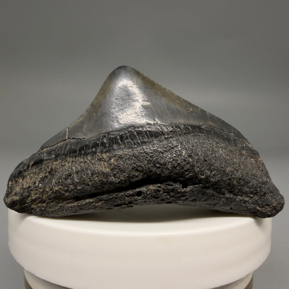 Front View HUGE posterior 2.23" Fossil Megalodon Tooth – South Carolina River Find | Authentic megalodonteeth.com CM6686 - 1