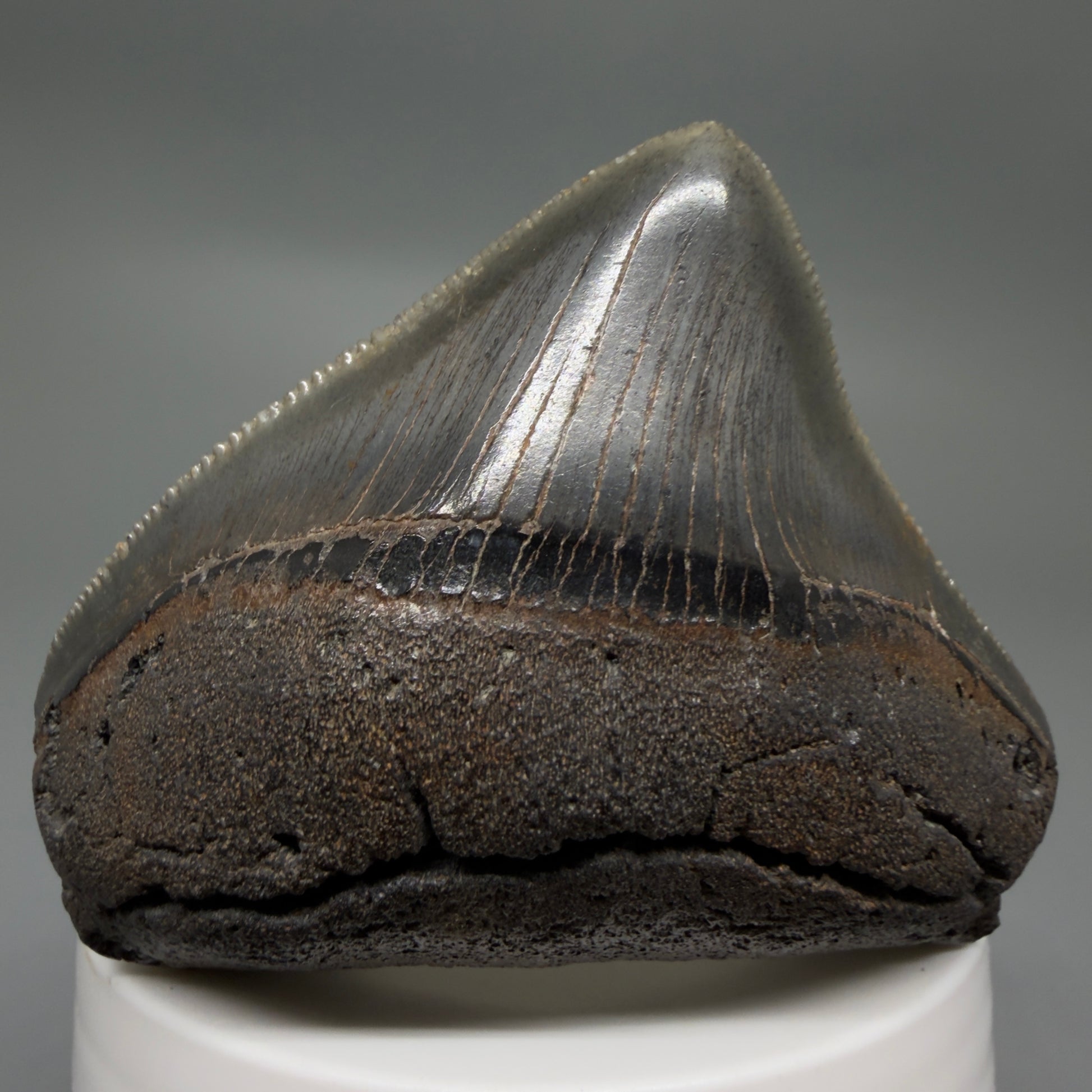 Front View HUGE posterior 2.55" Fossil Megalodon Tooth – South Carolina River Find | Authentic CM6223