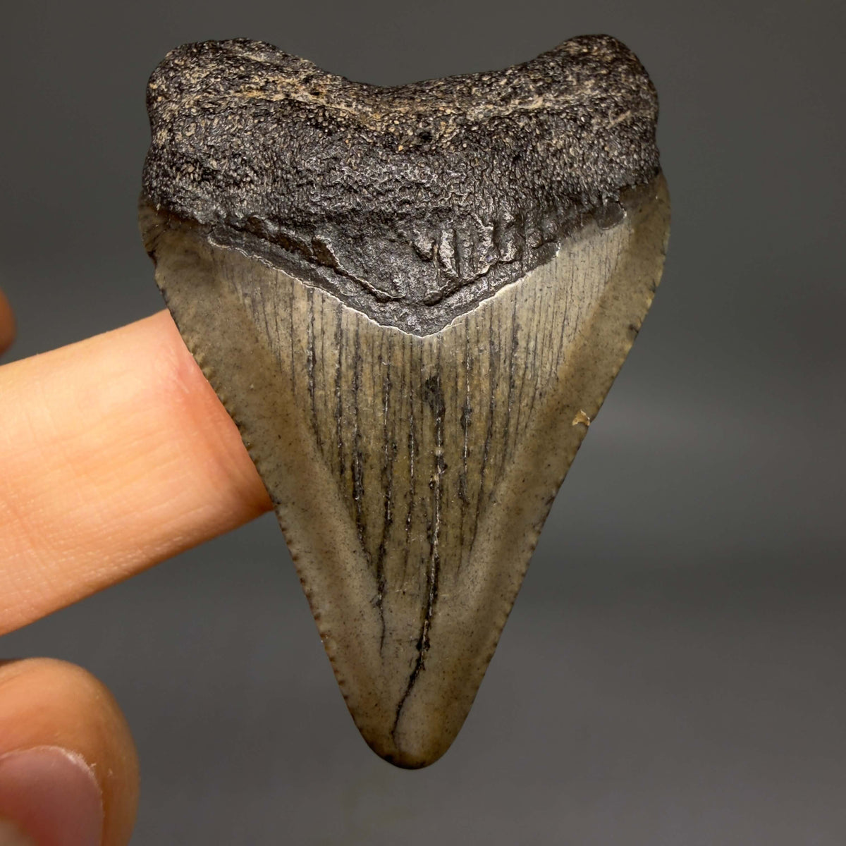Front View Heart-shaped 2.00" Fossil Megalodon Tooth – South Carolina River Find | Authentic megalodonteeth.com CM6684