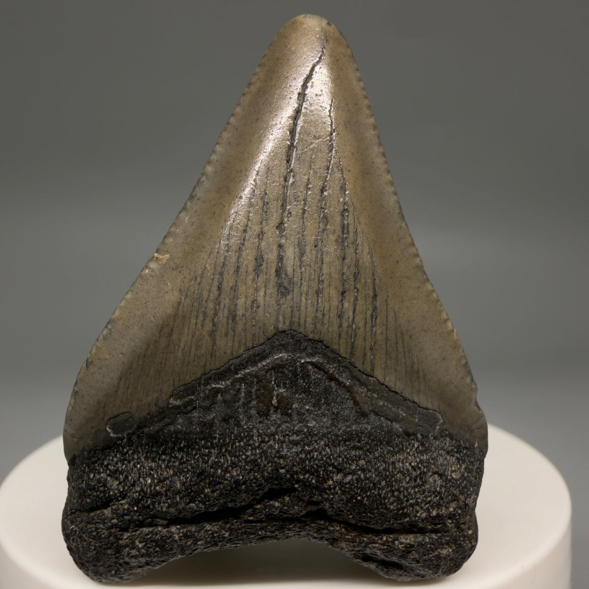 Front View Heart-shaped 2.00" Fossil Megalodon Tooth – South Carolina River Find | Authentic megalodonteeth.com CM6684 - 1
