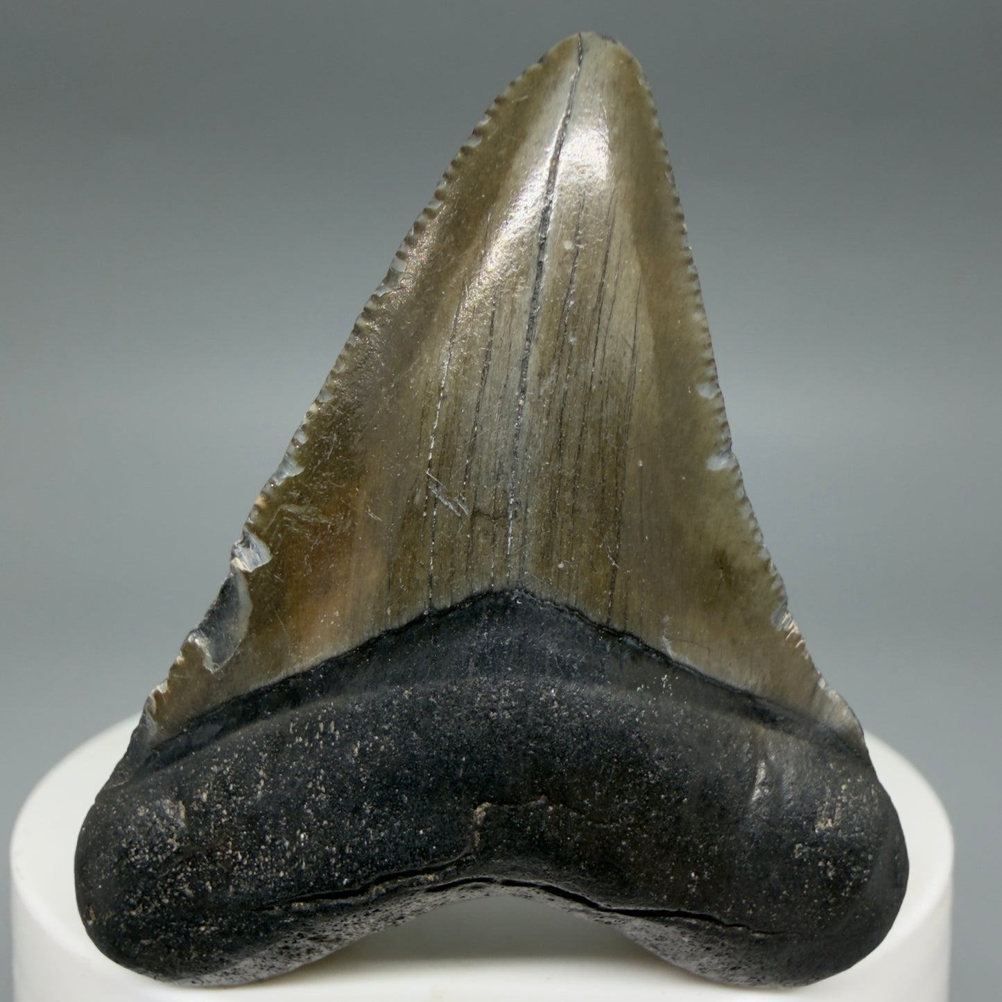 Front View Heart-shaped 2.04" Colorful Fossil Megalodon Tooth – South Carolina River Find | Authentic CM6395