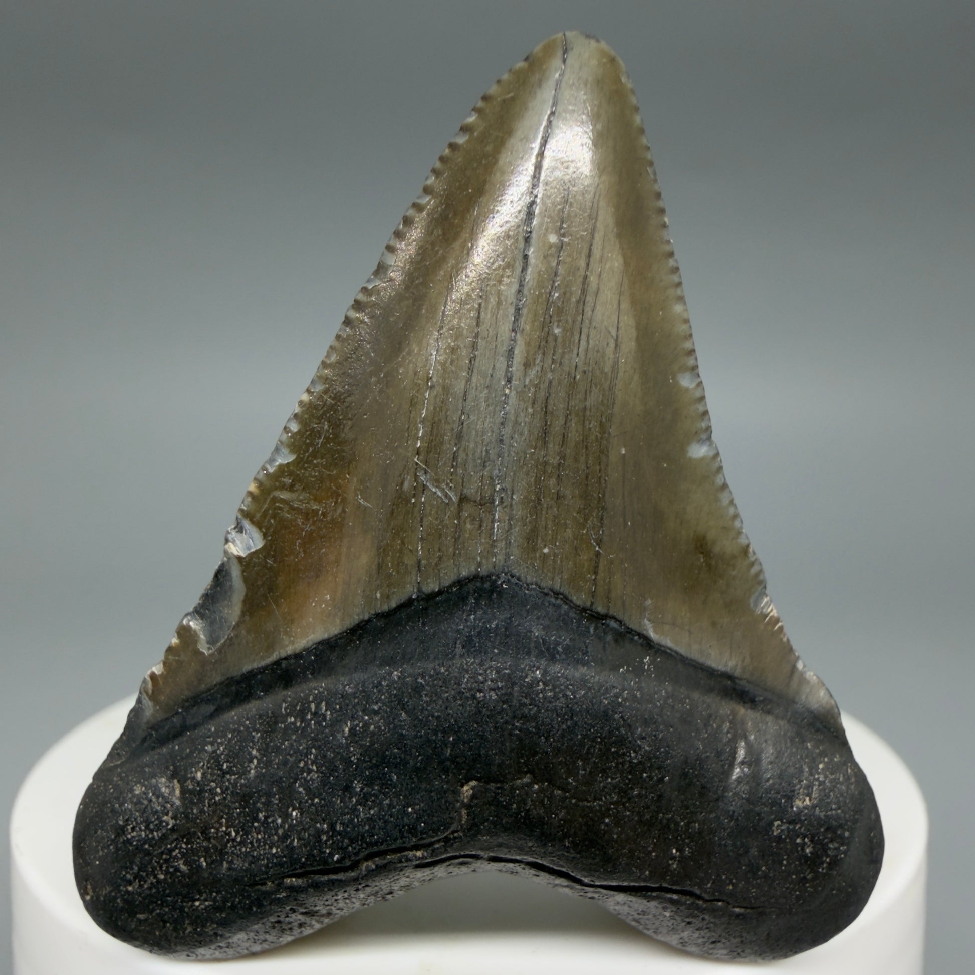 Front View Heart-shaped 2.04" Colorful Fossil Megalodon Tooth – South Carolina River Find | Authentic CM6395