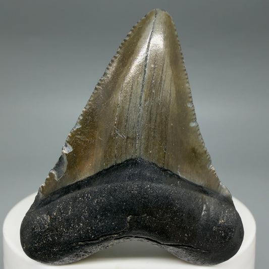 Front View Heart-shaped 2.04" Colorful Fossil Megalodon Tooth – South Carolina River Find | Authentic CM6395
