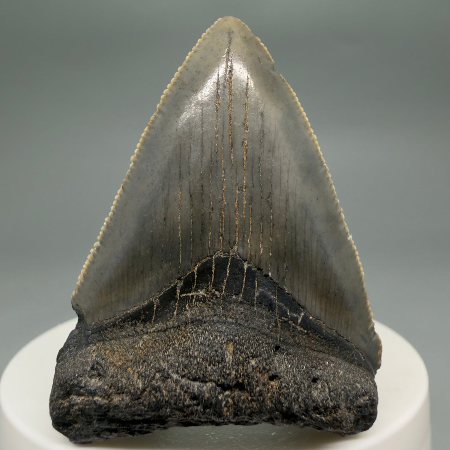 Front View Heart-shaped 2.10" Colorful Fossil Megalodon Tooth – South Carolina River Find | Authentic megalodonteeth.com CM6544