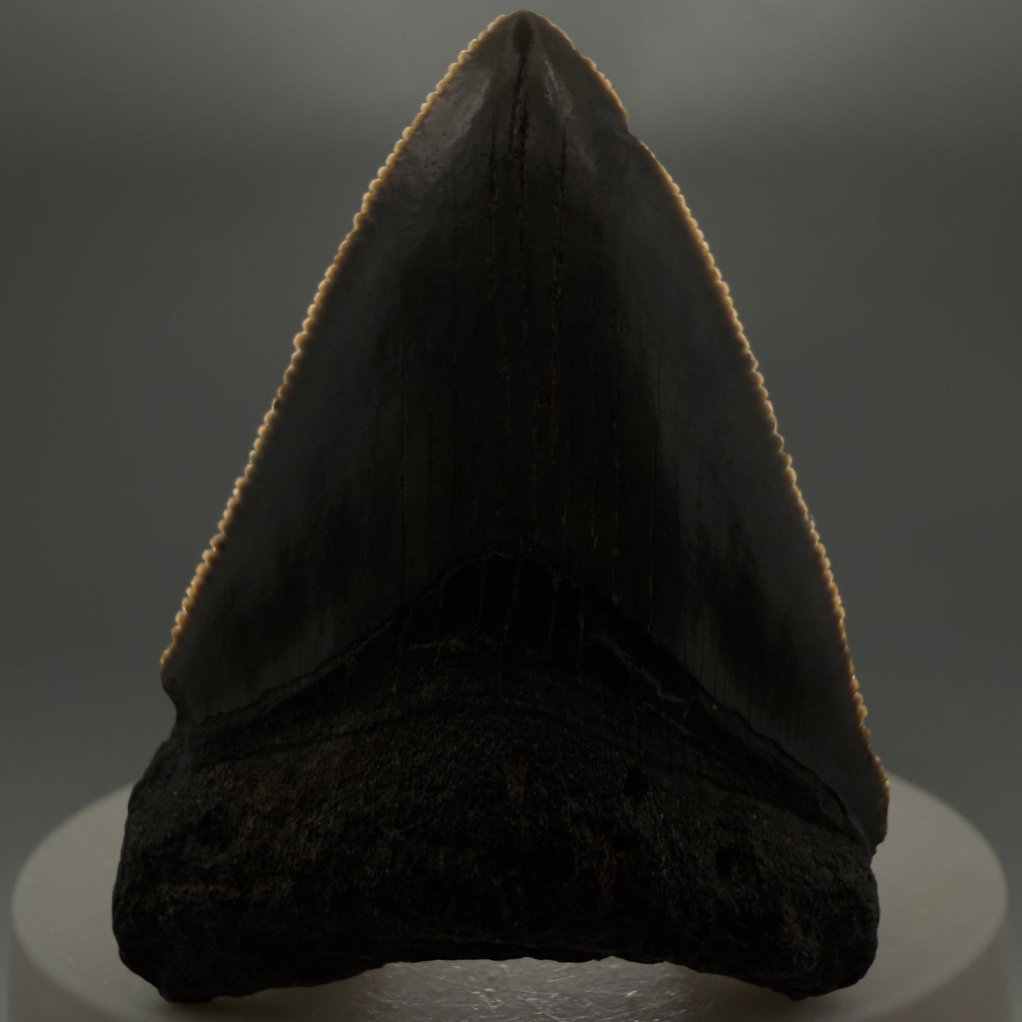 Front View Heart-shaped 2.10" Colorful Fossil Megalodon Tooth – South Carolina River Find | Authentic megalodonteeth.com CM6544 - 1
