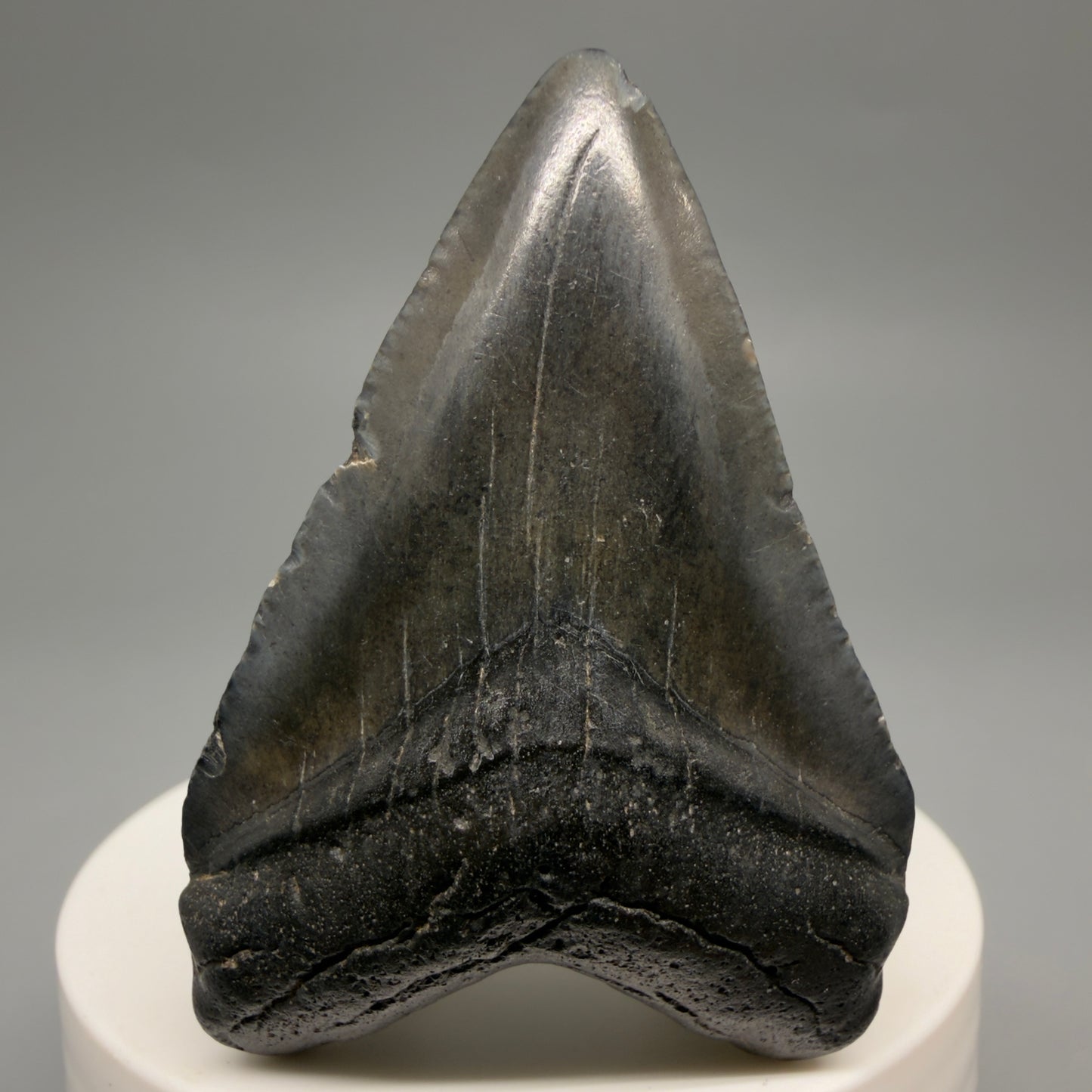 Front View Heart-shaped 2.30" Colorful Fossil Megalodon Tooth – South Carolina River Find | Authentic CM6482 - 1