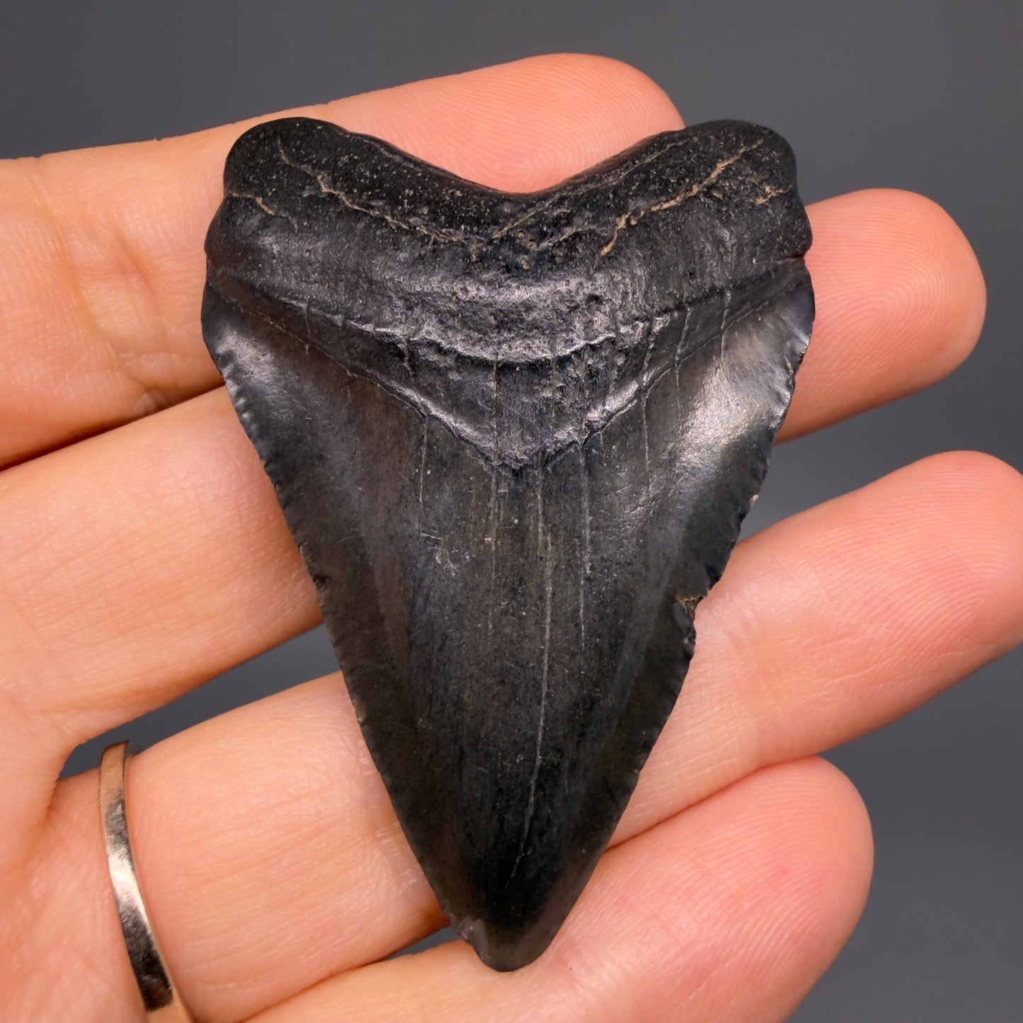 Front View Heart-shaped 2.30" Colorful Fossil Megalodon Tooth – South Carolina River Find | Authentic CM6482