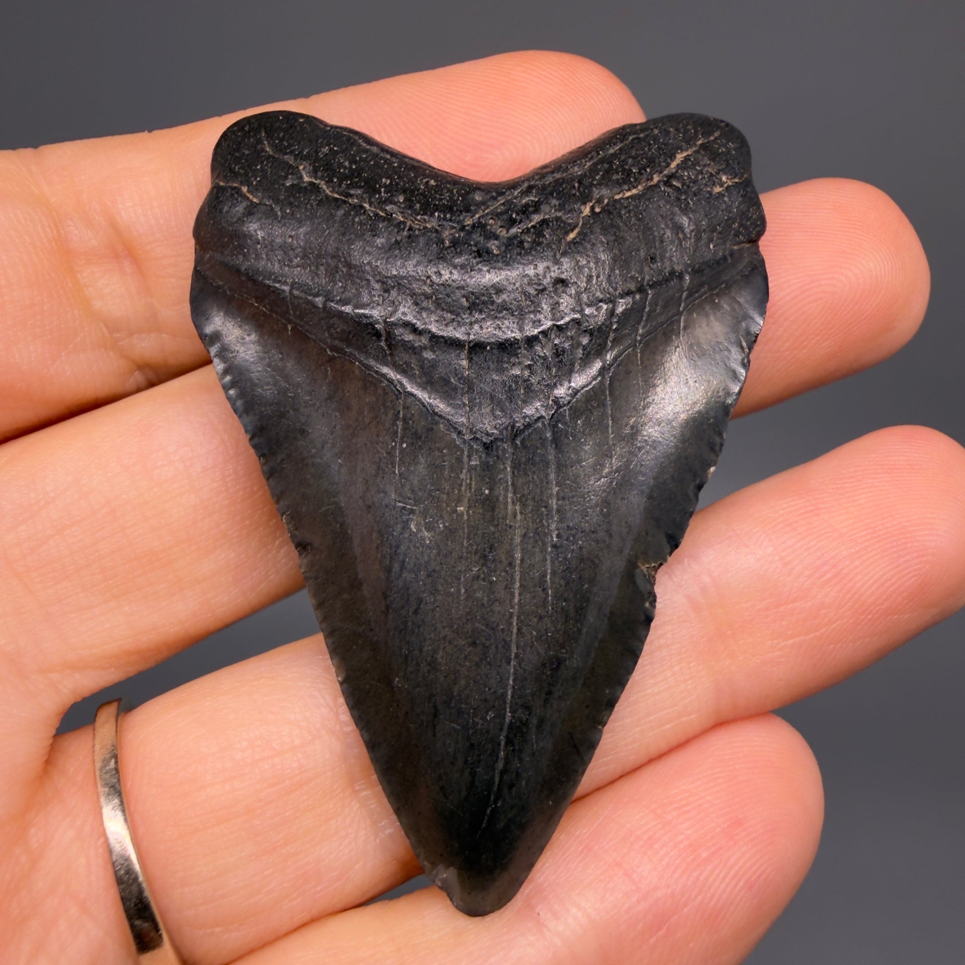 Front View Heart-shaped 2.30" Colorful Fossil Megalodon Tooth – South Carolina River Find | Authentic CM6482