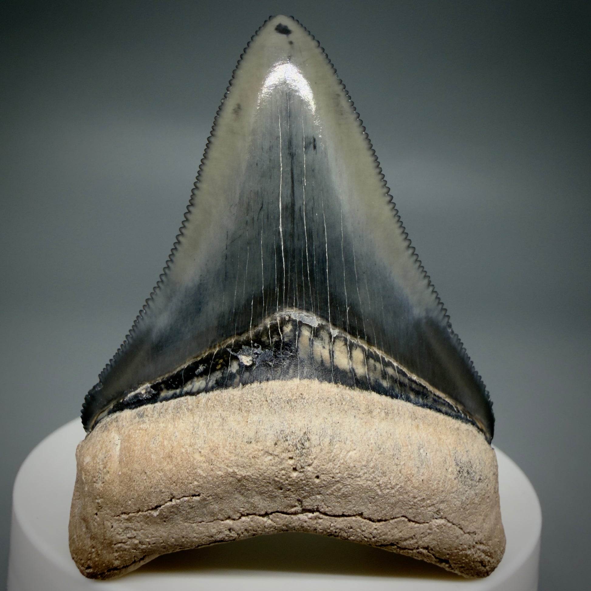 Front View Heart-shaped 2.33" Fossil Megalodon Shark Tooth - Bone Valley, Florida CM6206