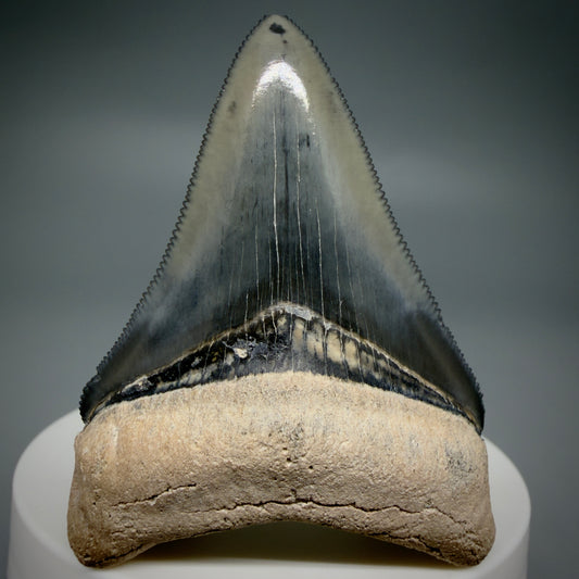 Front View Heart-shaped 2.33" Fossil Megalodon Shark Tooth - Bone Valley, Florida CM6206