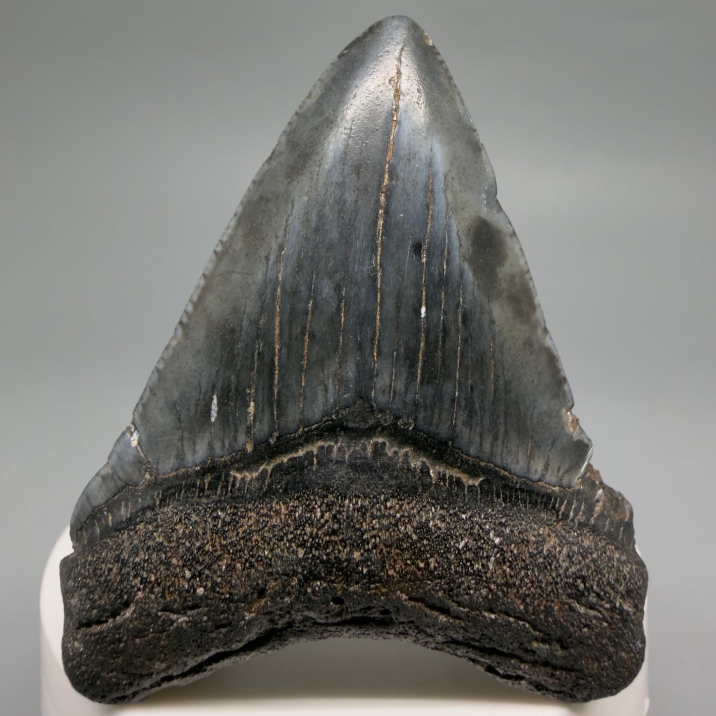Front View Heart-shaped 2.52" Colorful Fossil Megalodon Tooth – South Carolina River Find | Authentic CM6487 - 1