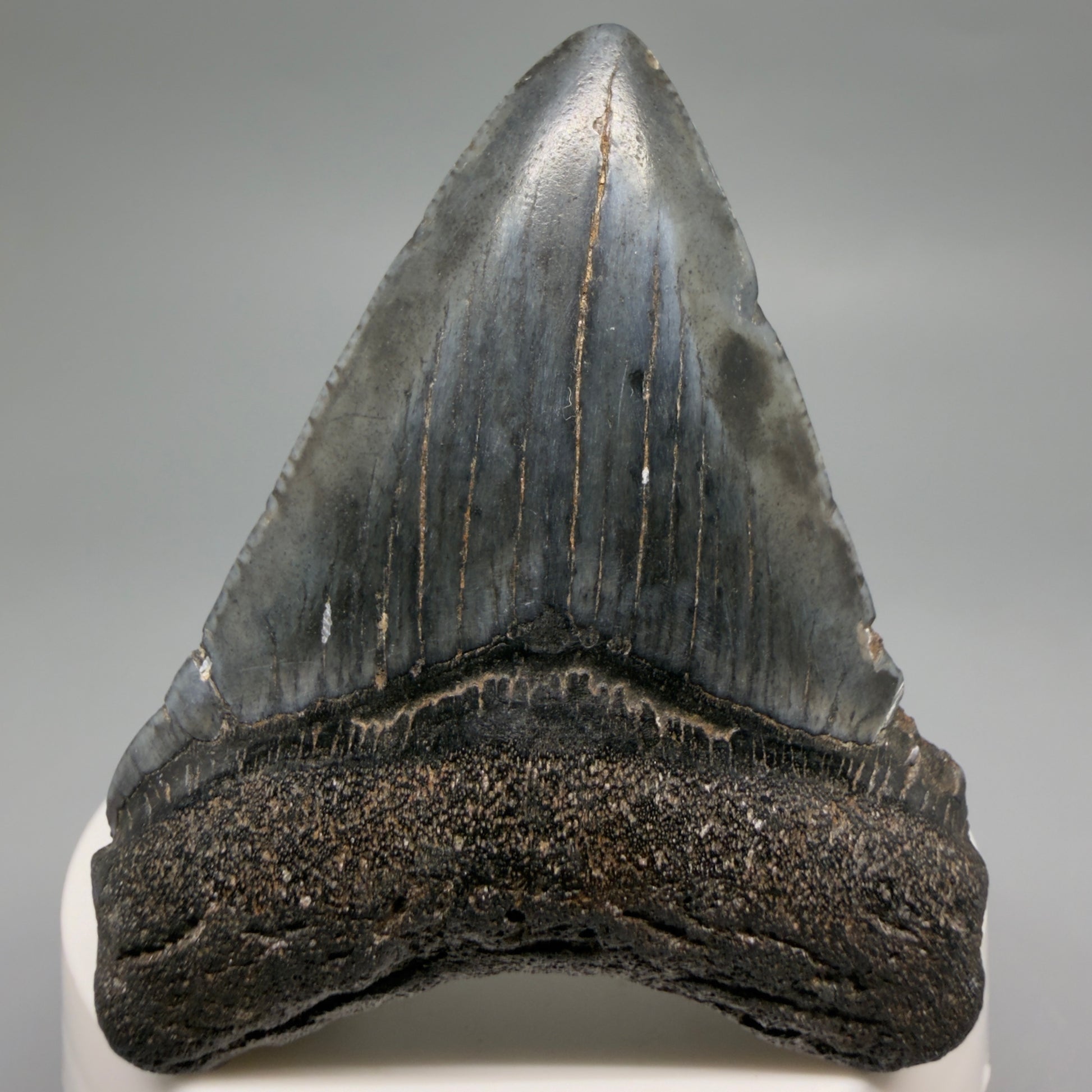 Front View Heart-shaped 2.52" Colorful Fossil Megalodon Tooth – South Carolina River Find | Authentic CM6487 - 1