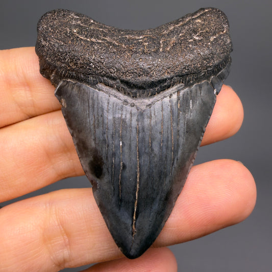 Front View Heart-shaped 2.52" Colorful Fossil Megalodon Tooth – South Carolina River Find | Authentic CM6487