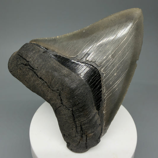Front View Heart-shaped 3.52" Megalodon Tooth – Colorful Fossil Megalodon Tooth from South Carolina for Sale CM5839