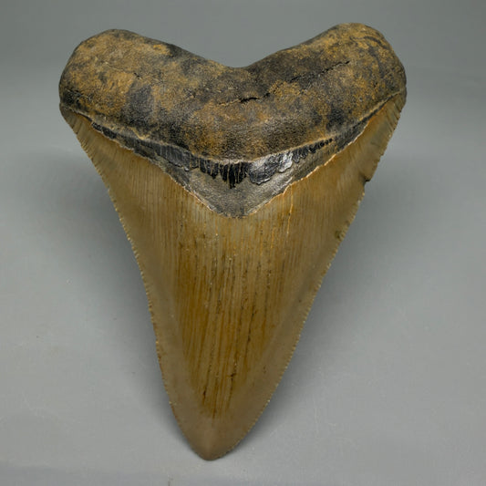 Front View Heart-shaped 4.00" Authentic Megalodon Tooth – North Carolina Fossil | Carcharocles megalodon CM6051