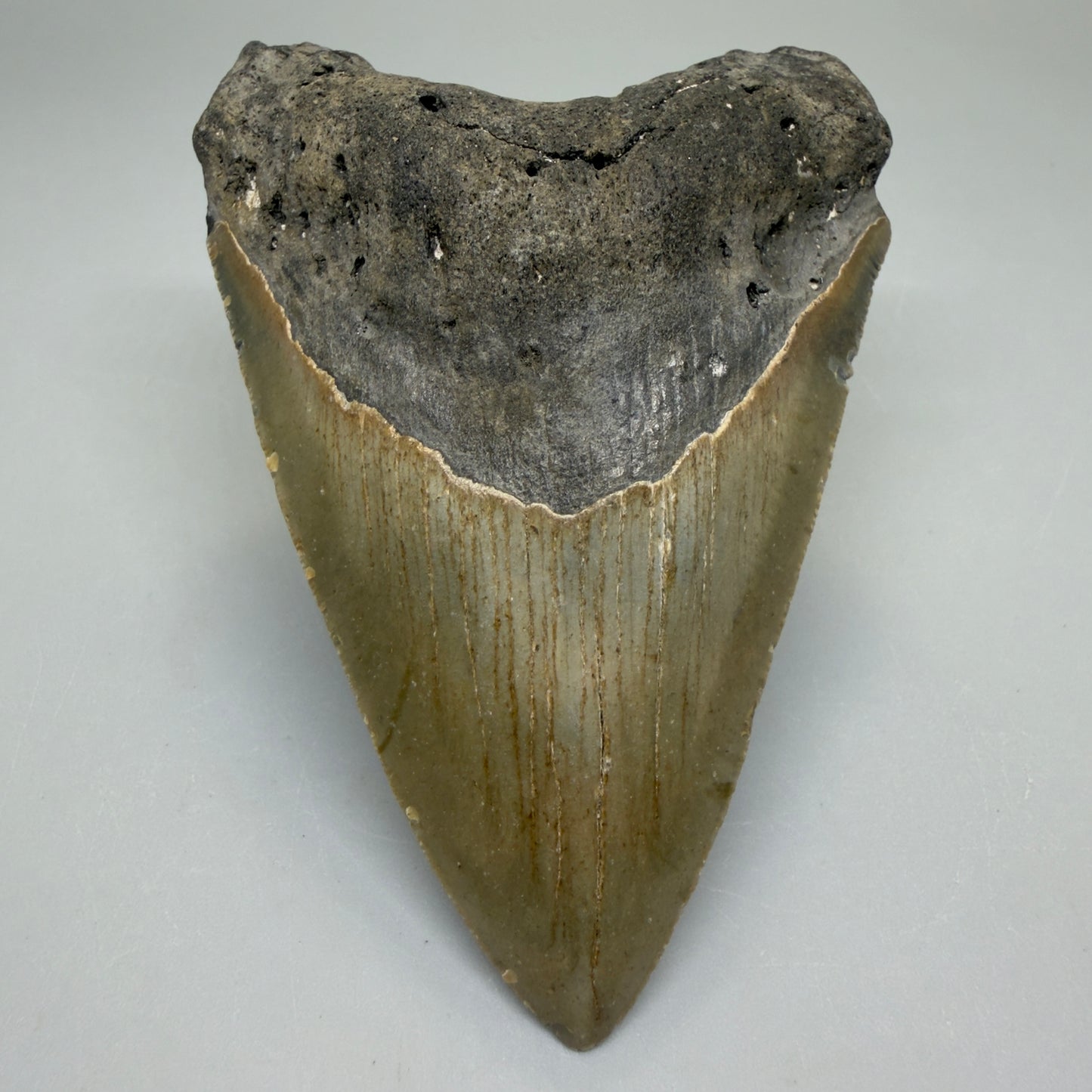 Front View Heart-shaped 4.00" Authentic Megalodon Tooth – North Carolina Fossil | Carcharocles megalodon CM6226