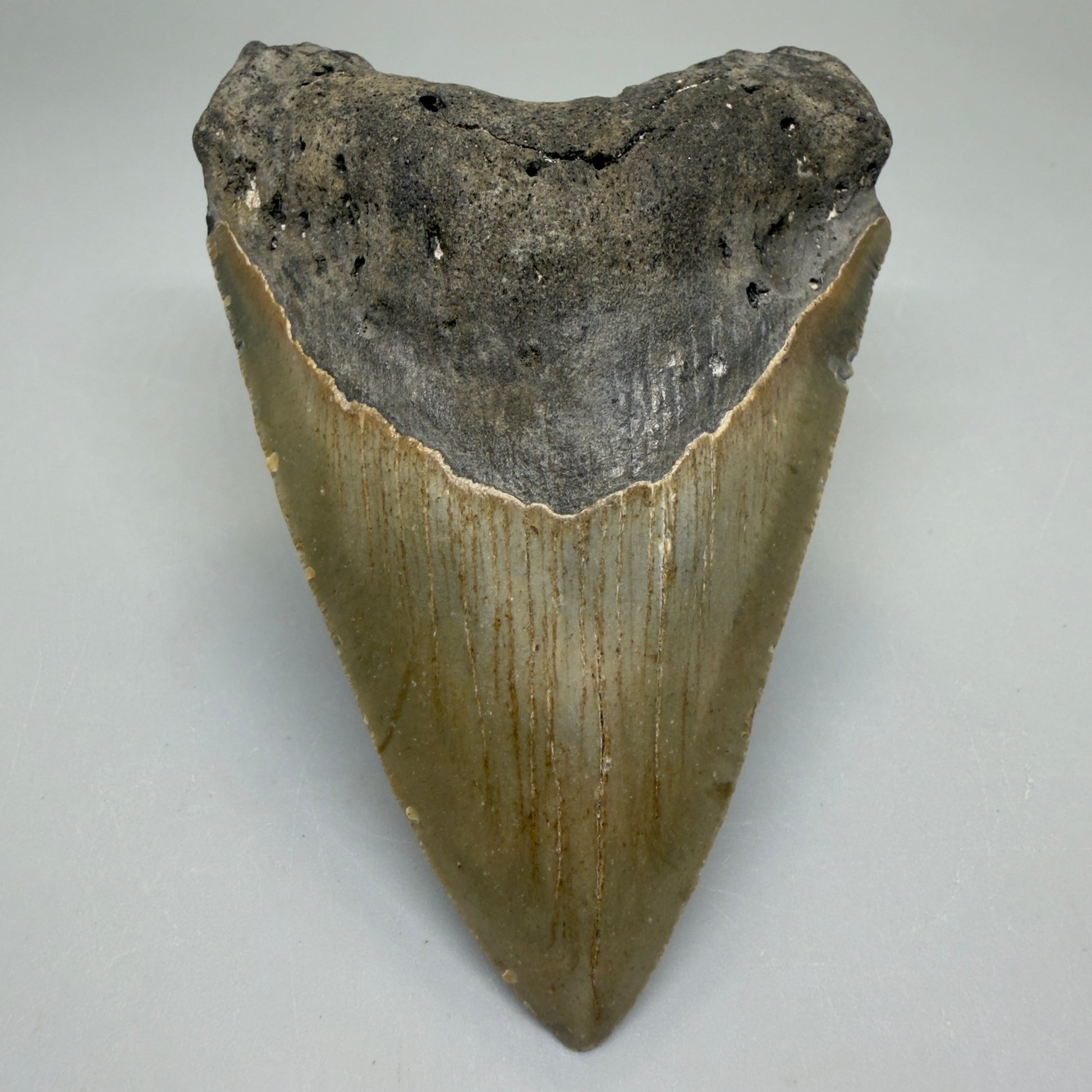 Front View Heart-shaped 4.00" Authentic Megalodon Tooth – North Carolina Fossil | Carcharocles megalodon CM6226