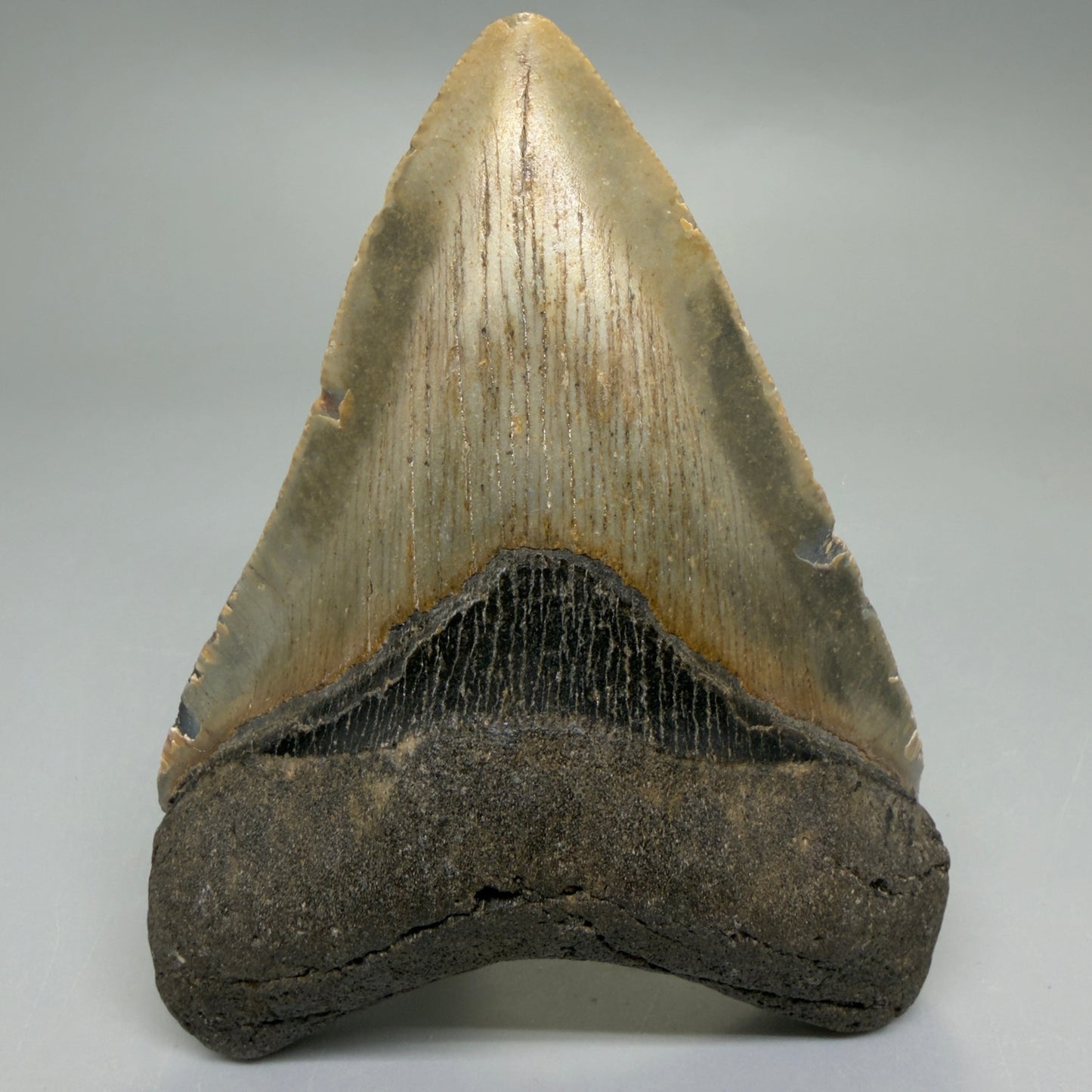 Front View Heart-shaped 4.15" Authentic Megalodon Tooth – North Carolina Fossil | Carcharocles megalodon CM6227