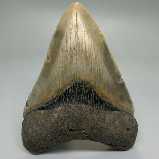 Front View Heart-shaped 4.15" Authentic Megalodon Tooth – North Carolina Fossil | Carcharocles megalodon CM6227