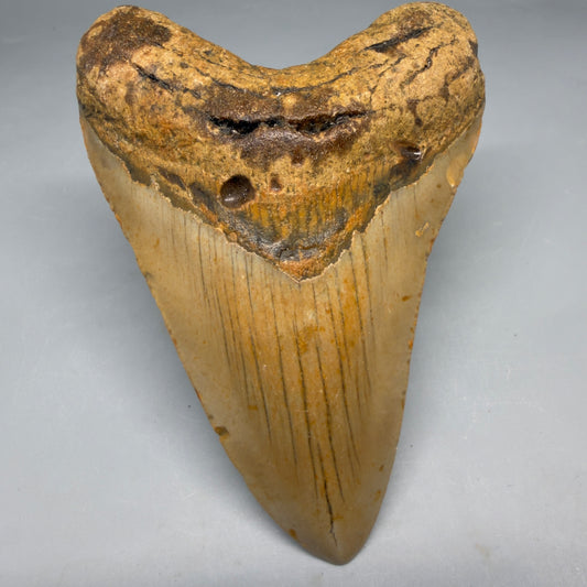 Front View Heart-shaped 4.17" Authentic Megalodon Tooth – North Carolina Fossil | Carcharocles megalodon megalodonteeth.com CM6651
