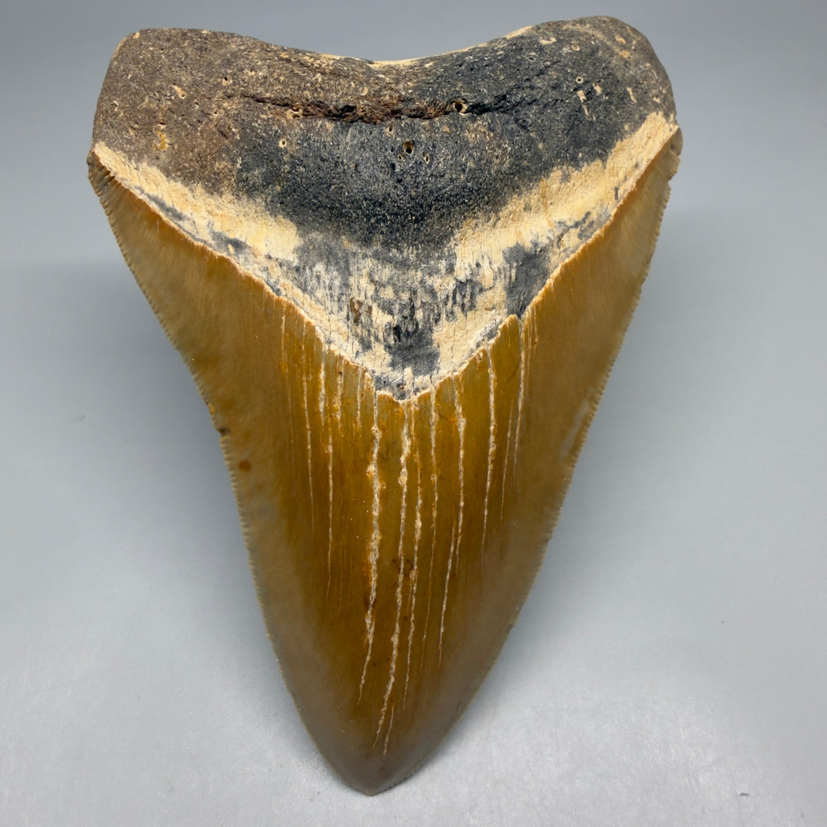 Front View Heart-shaped 4.38" Authentic Megalodon Tooth – North Carolina megalodonteeth.com CM6753
