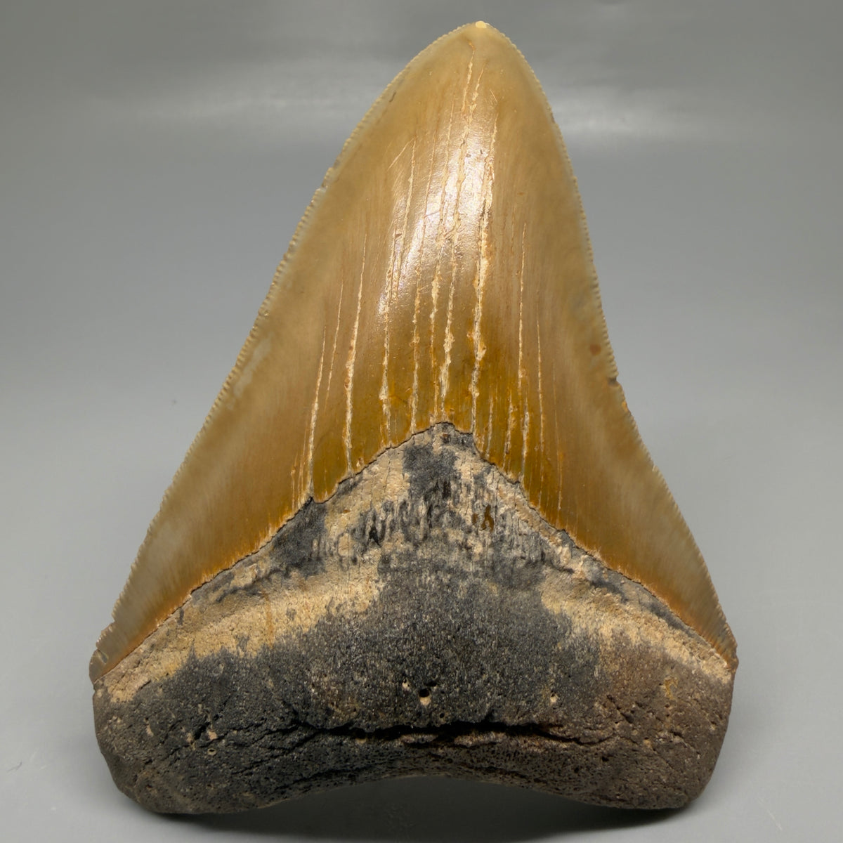 Front View Heart-shaped 4.38" Authentic Megalodon Tooth – North Carolina megalodonteeth.com CM6753 - 1