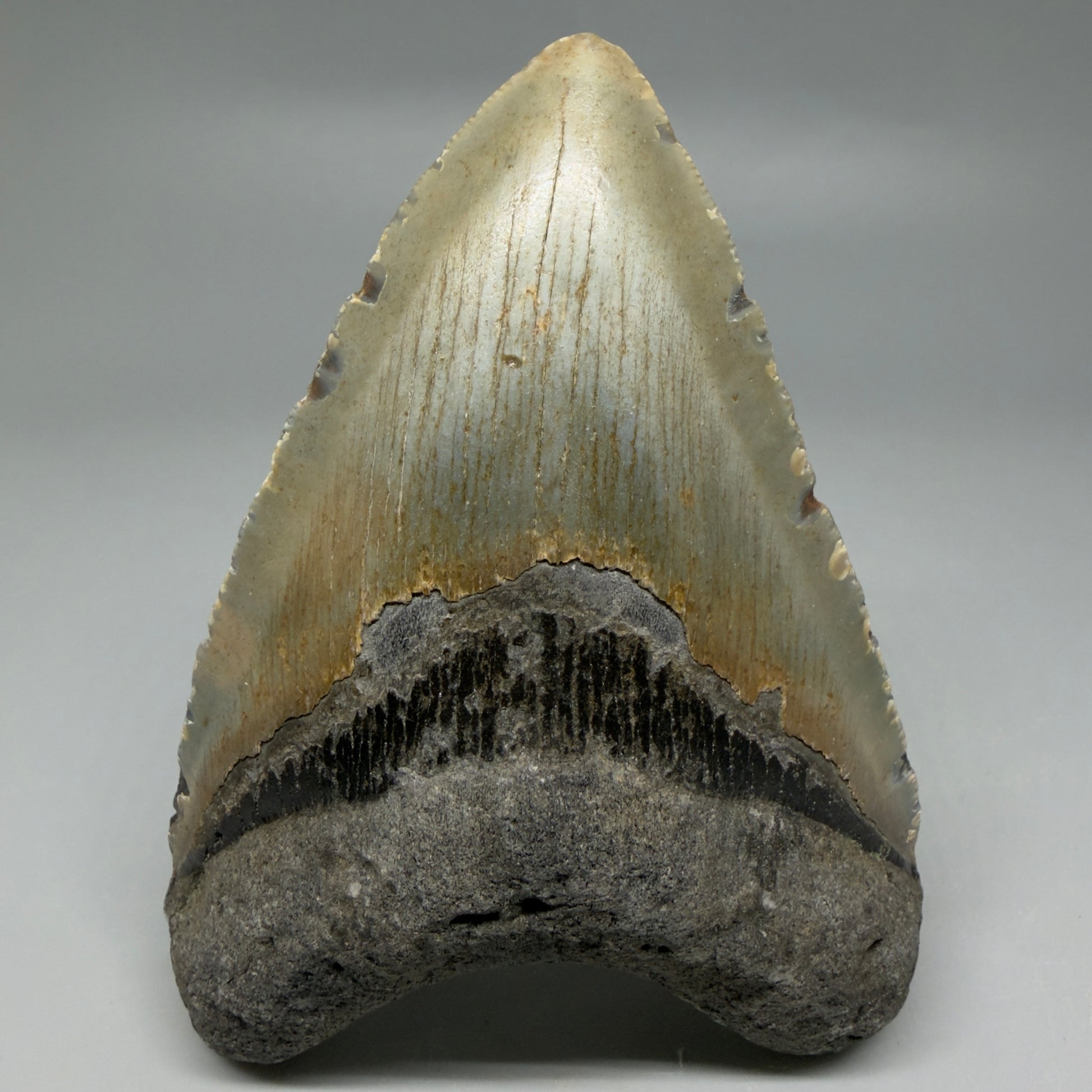Front View Heart-shaped 4.41" Authentic Megalodon Tooth – North Carolina Fossil | Carcharocles megalodon CM6229