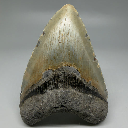 Front View Heart-shaped 4.41" Authentic Megalodon Tooth – North Carolina Fossil | Carcharocles megalodon CM6229