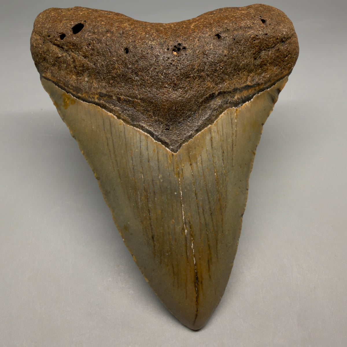 Front View Heart-shaped 4.42" Authentic Megalodon Tooth – North Carolina megalodonteeth.com CM6755