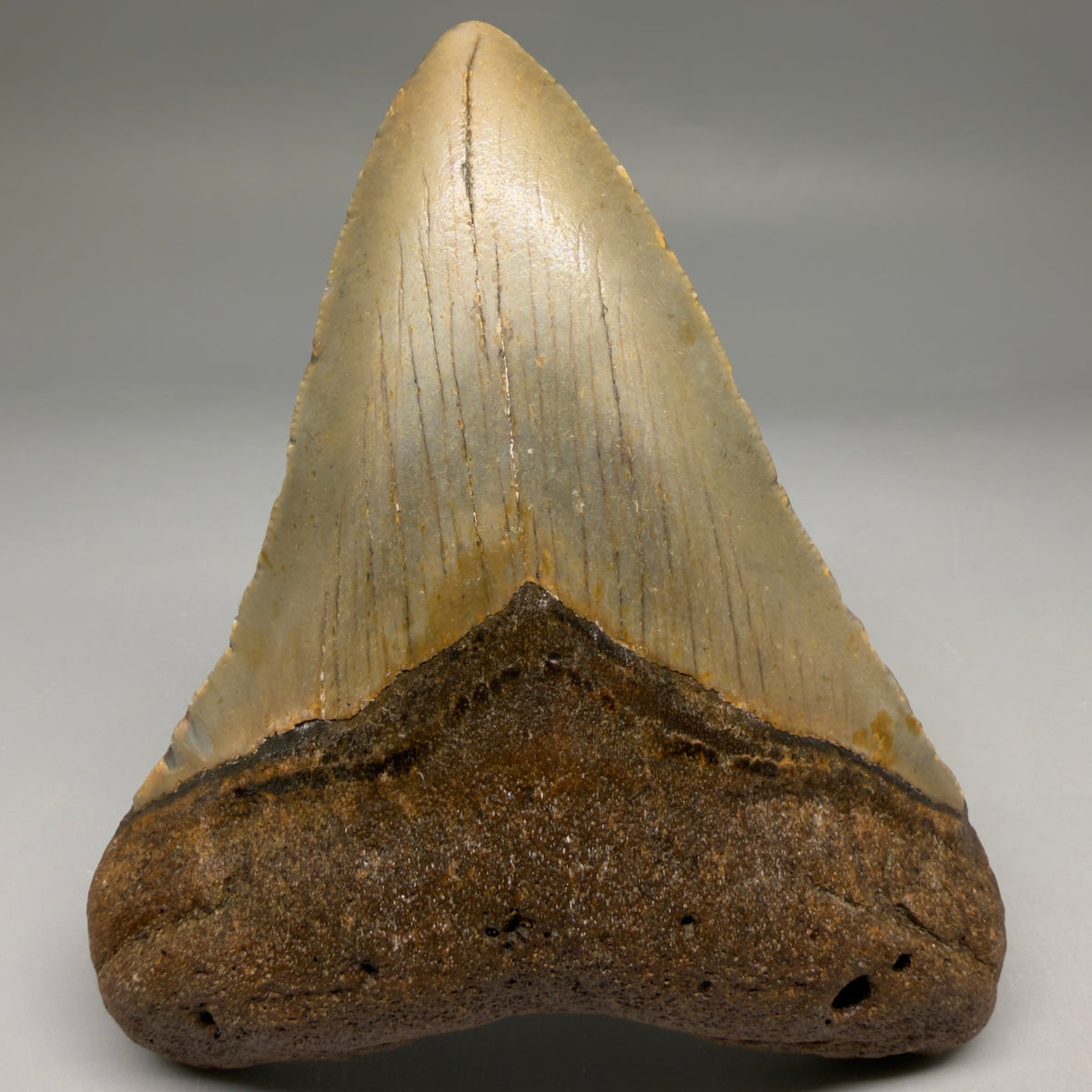 Front View Heart-shaped 4.42" Authentic Megalodon Tooth – North Carolina megalodonteeth.com CM6755 - 1