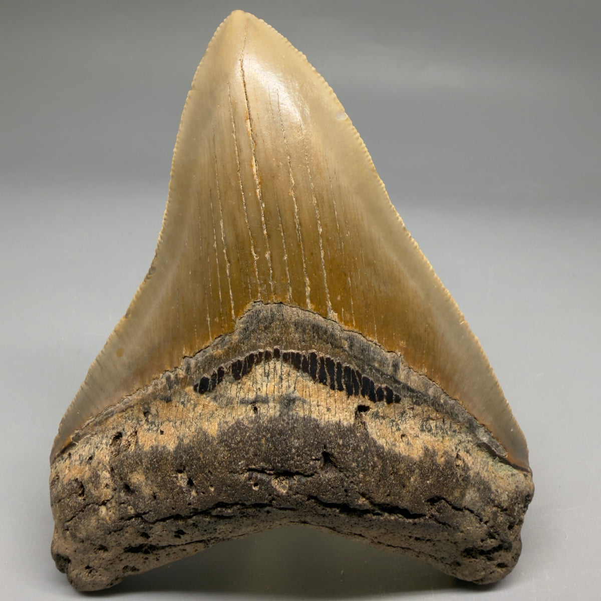 Front View Heart-shaped 4.44" Authentic Megalodon Tooth – North Carolina megalodonteeth.com CM6754