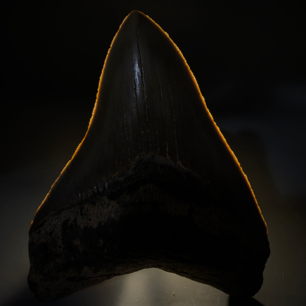Front View Heart-shaped 4.44" Authentic Megalodon Tooth – North Carolina megalodonteeth.com CM6754 - 1