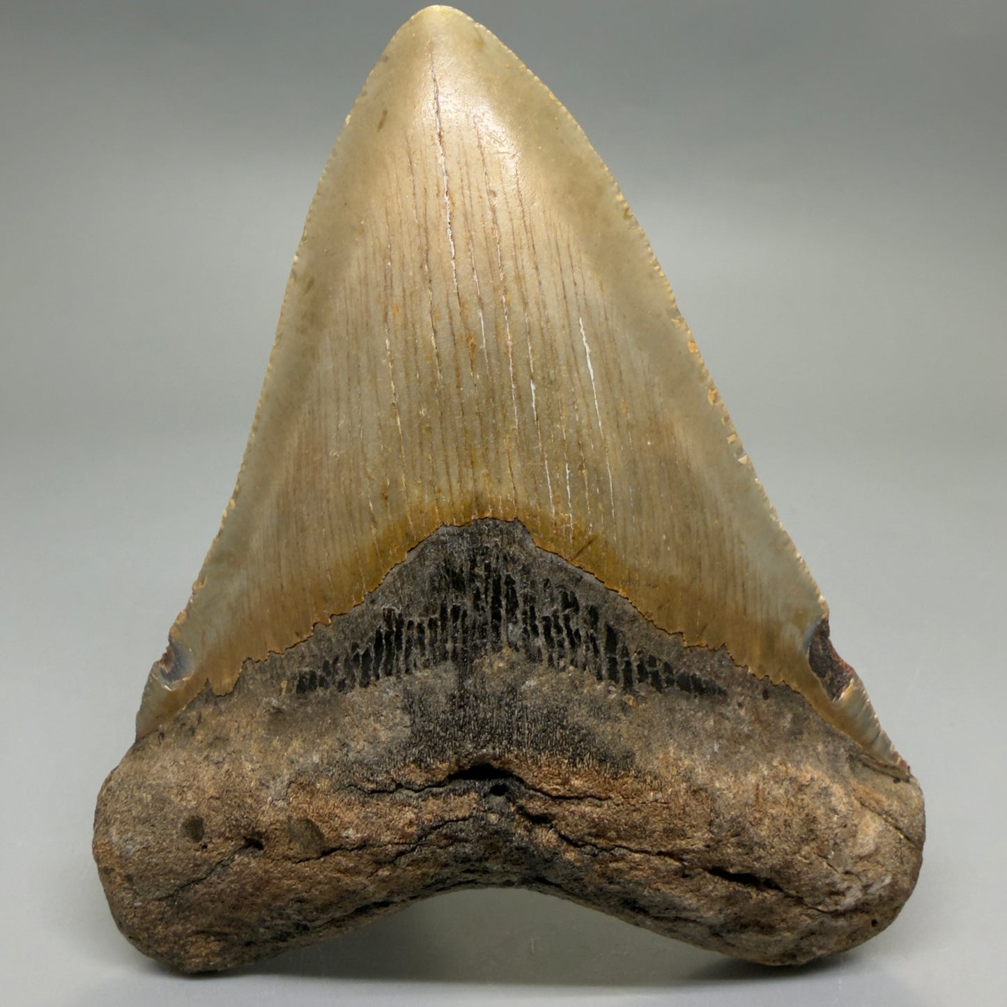 Front View Heart-shaped 4.52" Authentic Megalodon Tooth – North Carolina Fossil | Carcharocles megalodon CM6230