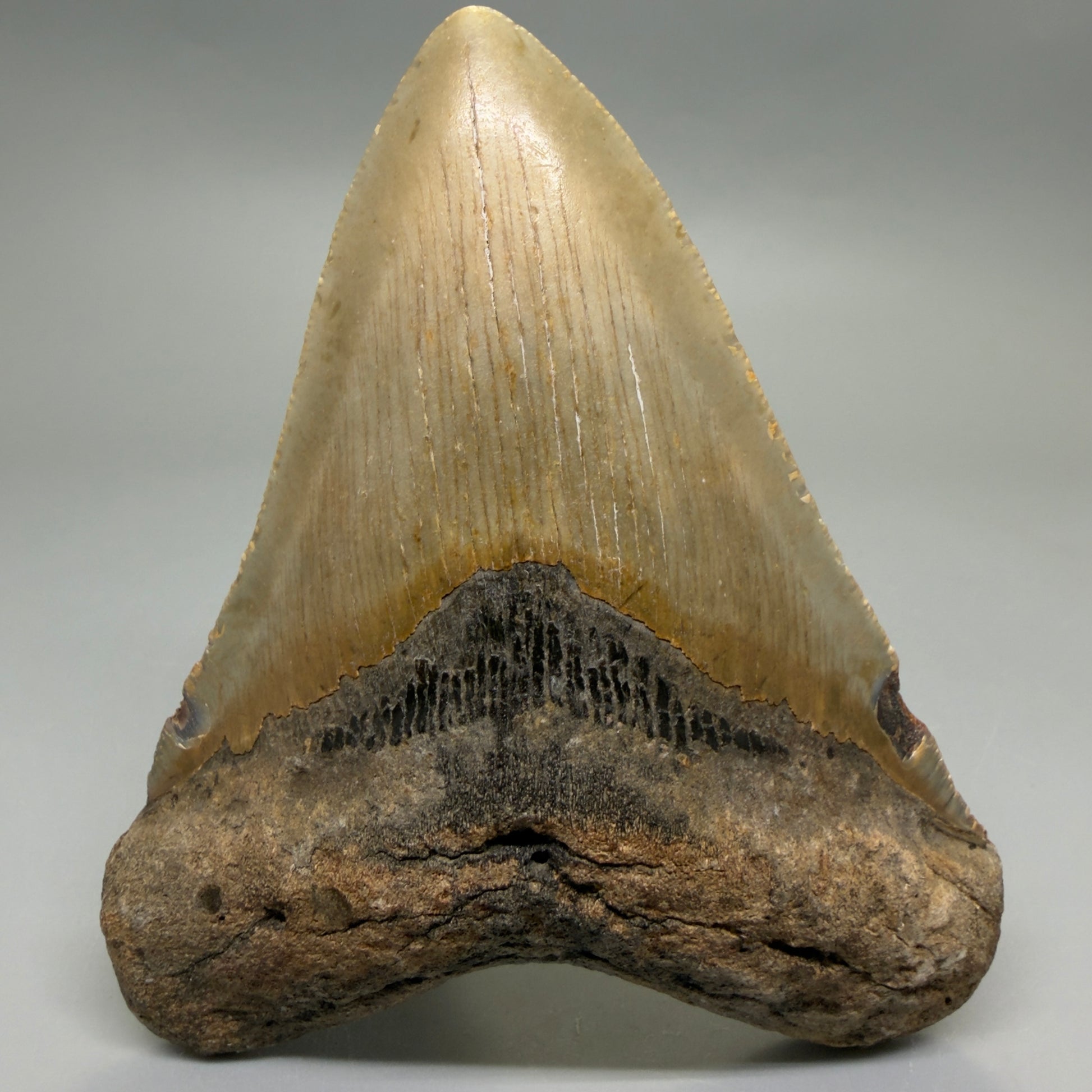 Front View Heart-shaped 4.52" Authentic Megalodon Tooth – North Carolina Fossil | Carcharocles megalodon CM6230