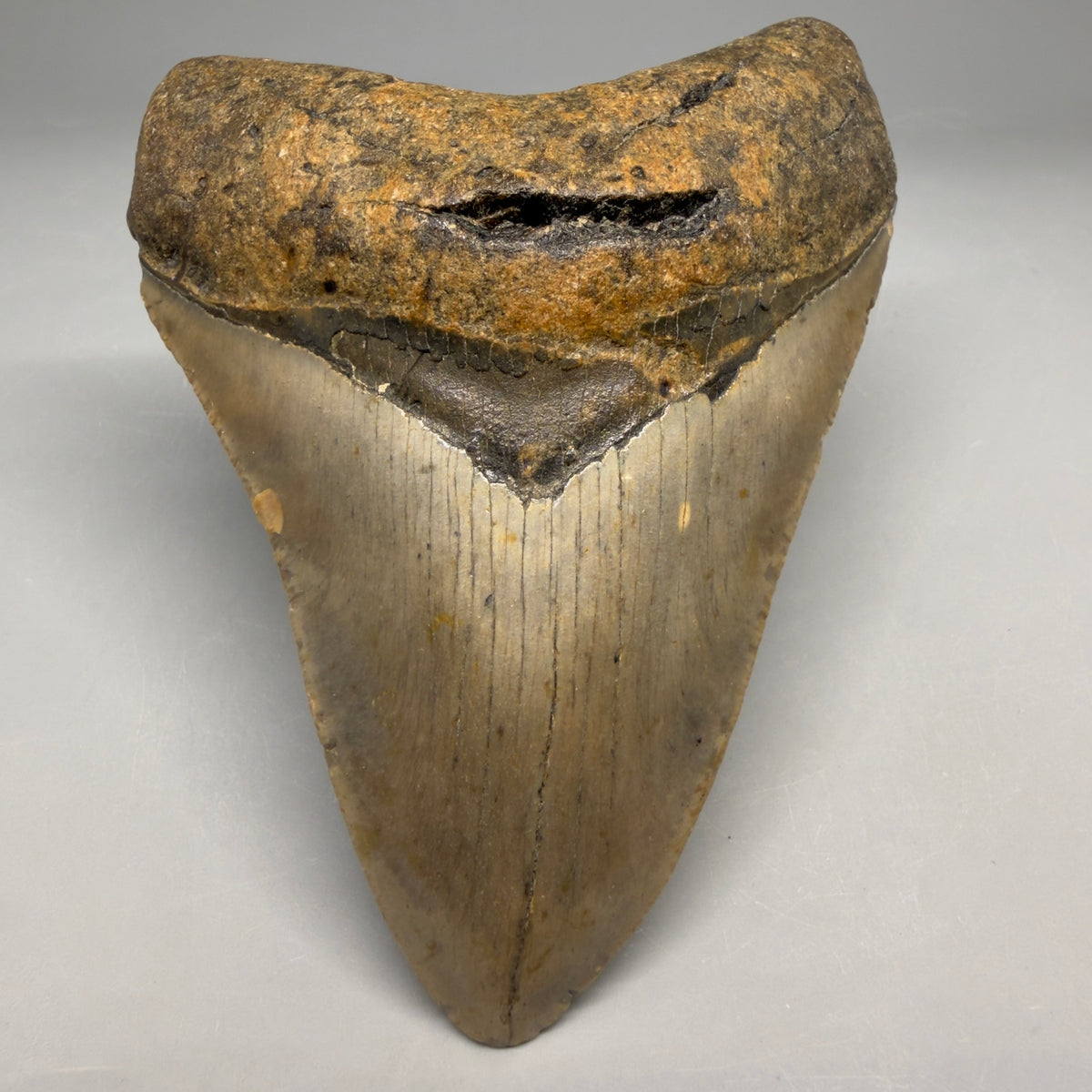 Front View Heart-shaped 4.55" Authentic Megalodon Tooth – North Carolina megalodonteeth.com CM6756