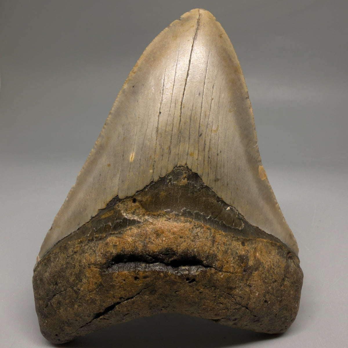 Front View Heart-shaped 4.55" Authentic Megalodon Tooth – North Carolina megalodonteeth.com CM6756 - 1