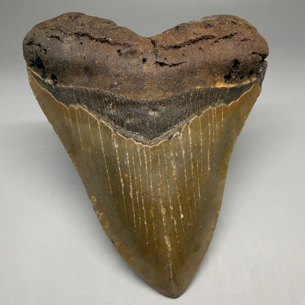 Front View Heart-shaped 4.63" Authentic Megalodon Tooth – North Carolina Fossil | Carcharocles megalodon megalodonteeth.com CM6758