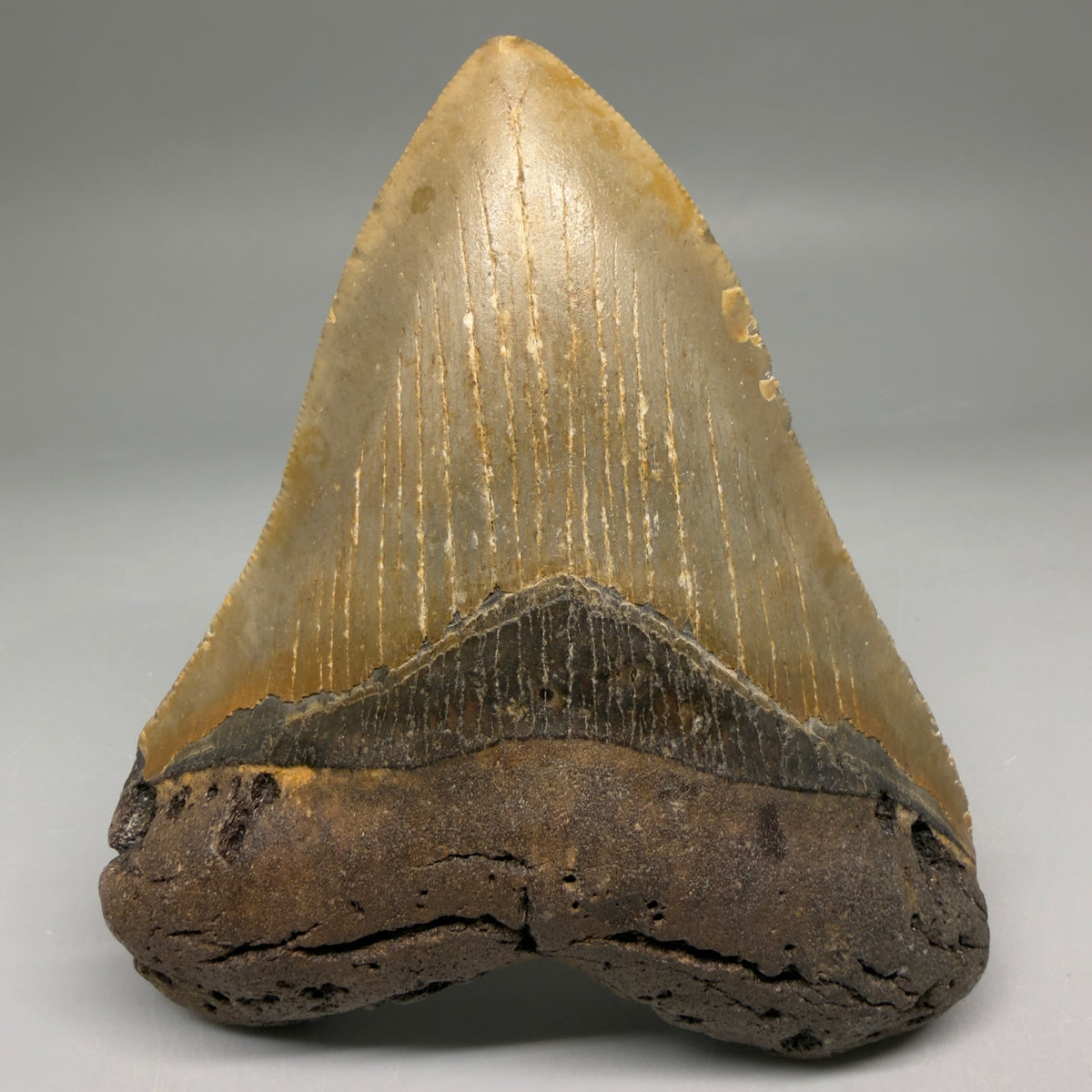 Front View Heart-shaped 4.63" Authentic Megalodon Tooth – North Carolina Fossil | Carcharocles megalodon megalodonteeth.com CM6758 - 1