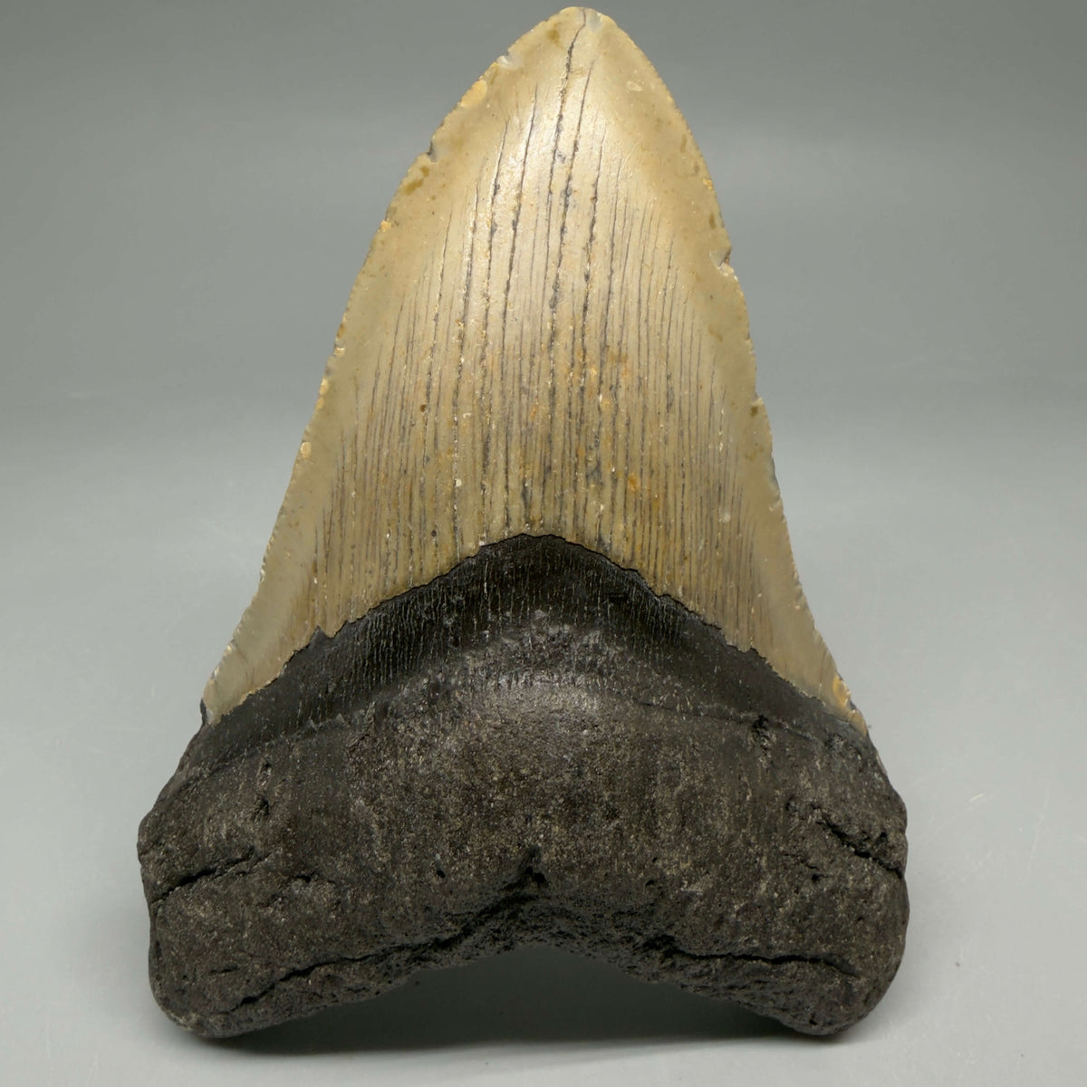 Front View Heart-shaped 4.68" Authentic Megalodon Tooth – North Carolina Fossil | Carcharocles megalodon megalodonteeth.com CM6657