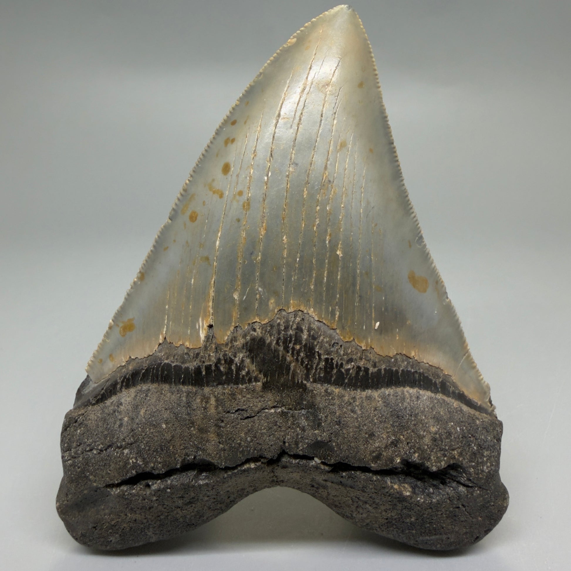 Front View Heart-shaped 4.74" Authentic Megalodon Tooth – North Carolina Fossil | Carcharocles megalodon CM6232