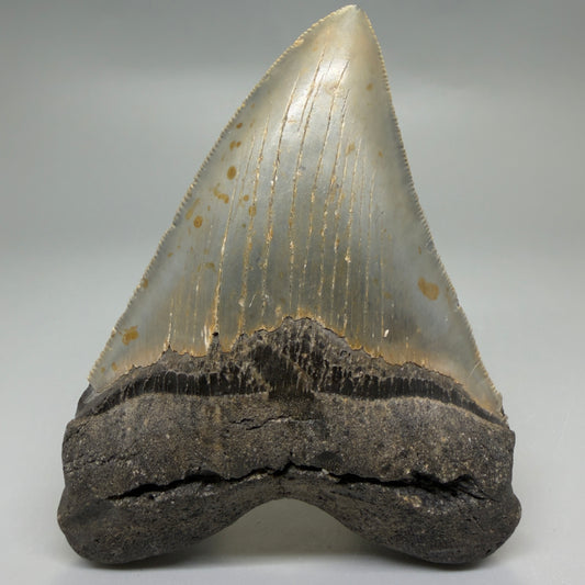 Front View Heart-shaped 4.74" Authentic Megalodon Tooth – North Carolina Fossil | Carcharocles megalodon CM6232