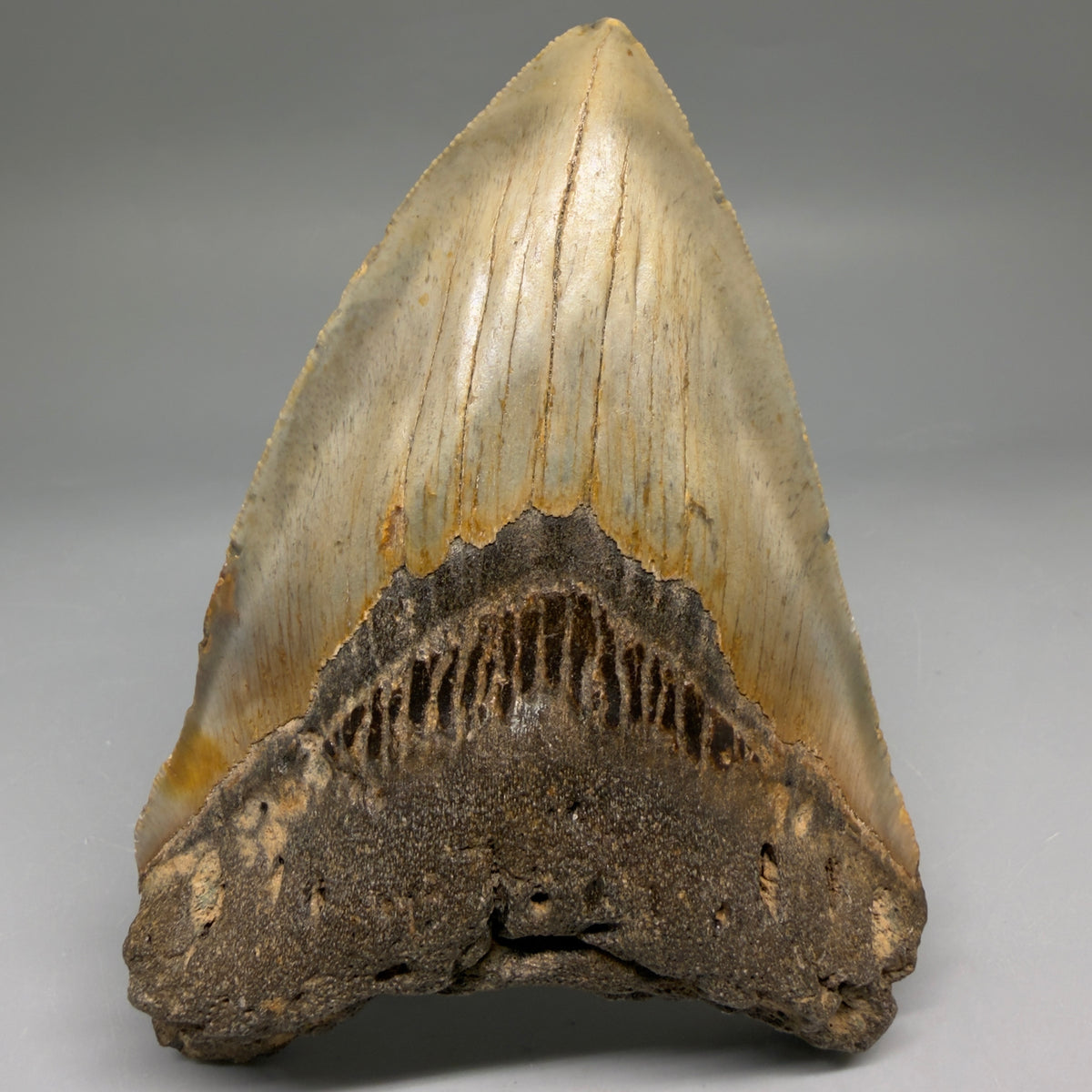 Front View Heart-shaped 4.82" Authentic Megalodon Tooth – North Carolina megalodonteeth.com CM6757