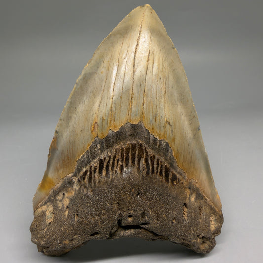 Front View Heart-shaped 4.82" Authentic Megalodon Tooth – North Carolina megalodonteeth.com CM6757