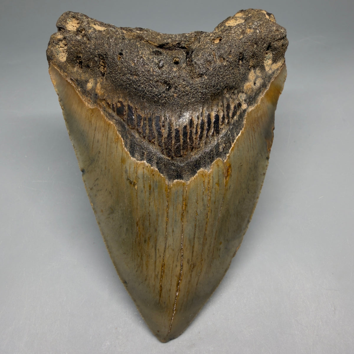 Front View Heart-shaped 4.82" Authentic Megalodon Tooth – North Carolina megalodonteeth.com CM6757 - 1