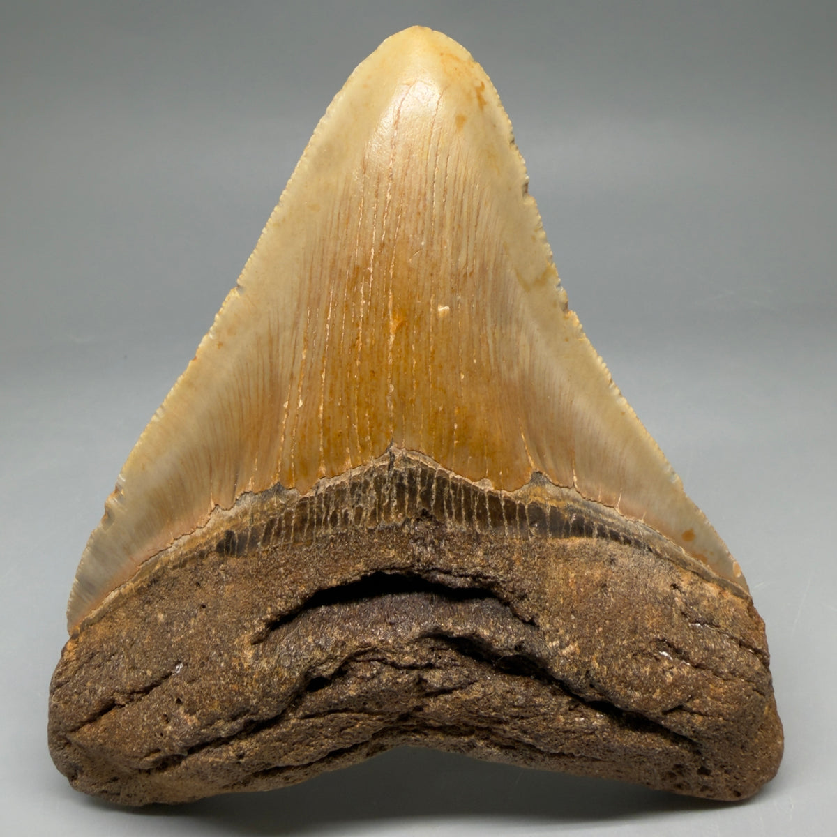 Front View Heart-shaped 4.83" Authentic Megalodon Tooth – North Carolina Fossil | Carcharocles megalodon megalodonteeth.com CM6663