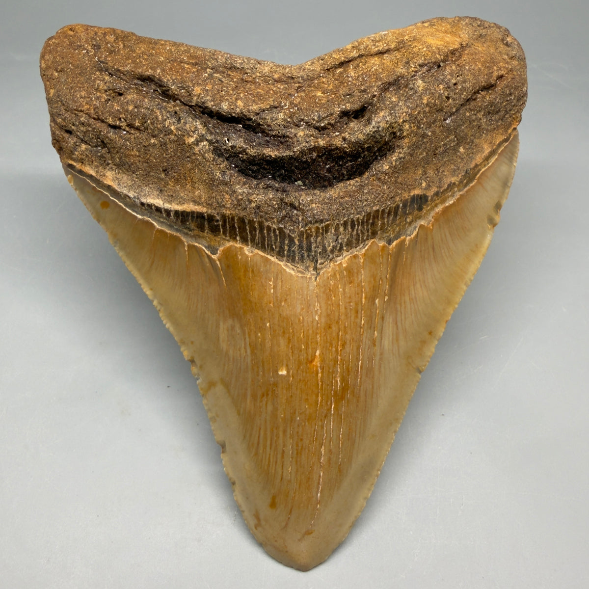 Front View Heart-shaped 4.83" Authentic Megalodon Tooth – North Carolina Fossil | Carcharocles megalodon megalodonteeth.com CM6663 - 1